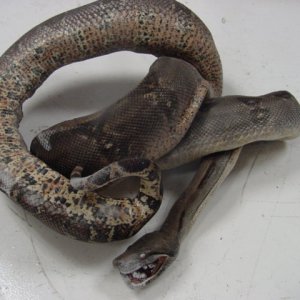dead female
