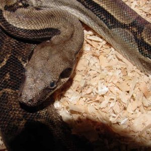 male head