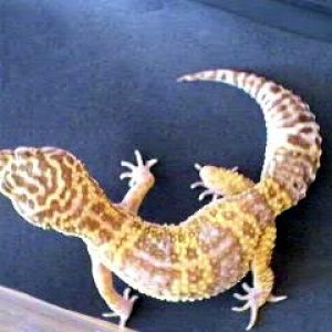 Female Tremper Albino