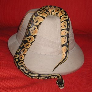 Male Pastel