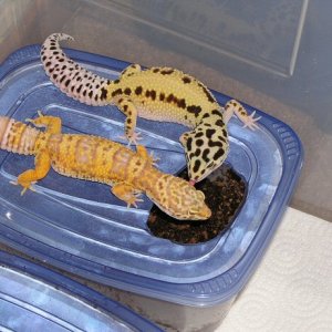New Girls from HISS