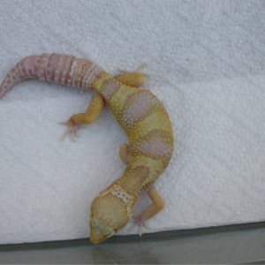 peanut1