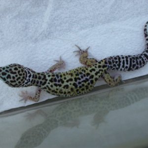 nicespotted1