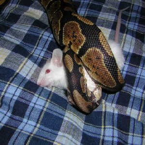 feeding my ball python