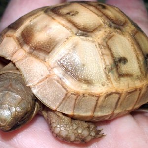 hatchling_gg_1