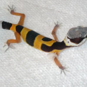 My 1st Rescue