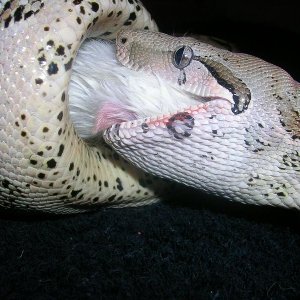Ruby starting to swallow
