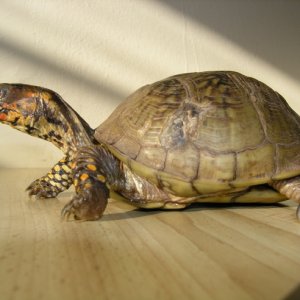 Three Toed Male Box