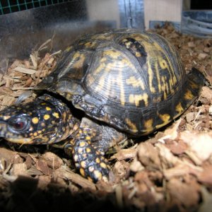Eastern Male Box