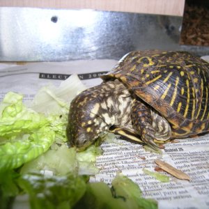 Ornate Male Box