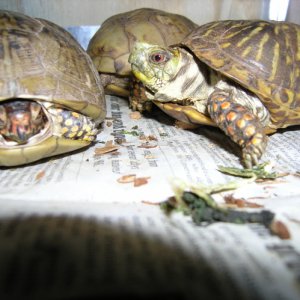 Boxies Colony