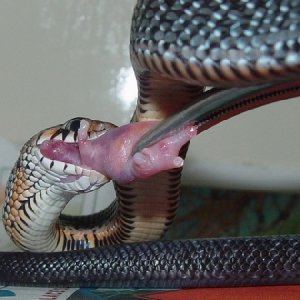 '05 D. m rubidus feeding