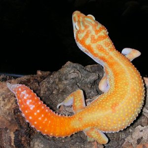 Albino patternless stripe 06 breeder