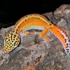 Patternless stripe project
