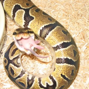 Female Ball 1