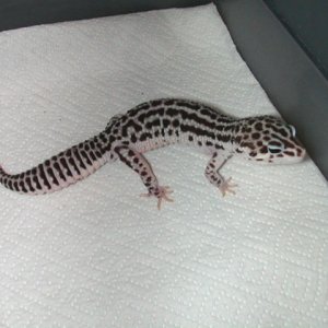 Nice SS Male