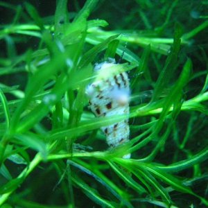 snail