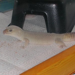 gonna shed