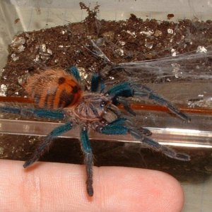 GBB