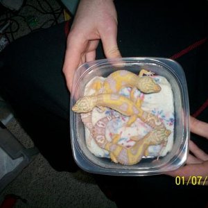 Tremper Albinos