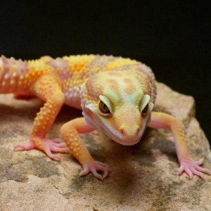 rainwater female