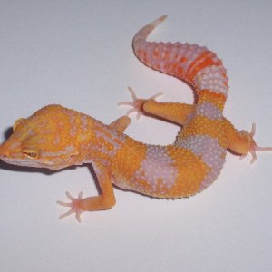high contast tang tremper albino