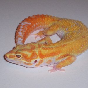 superman...my het APTOR/RAPTOR