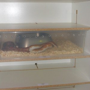 AP Economy Rack