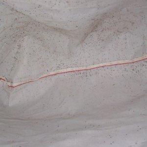 mites_1