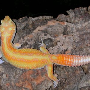 Albino Red Racing Stripe
