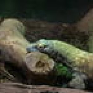 Komodo Dragon