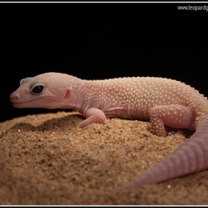 Blizzard female