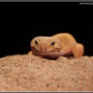 SHTCTB female