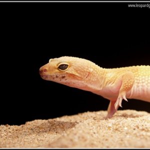 SHTCTB female