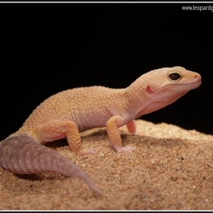 Patternless female