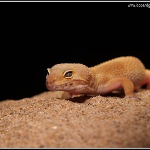 shtctb female