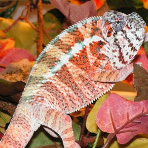 Ambilobe/st. marie hybrid