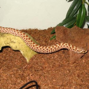 making a slither for it!!