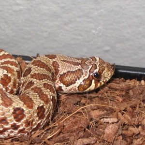please don't squish me with that thing!!