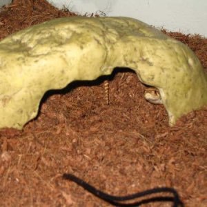 peek a boo!