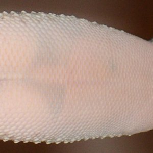 Eggs?2