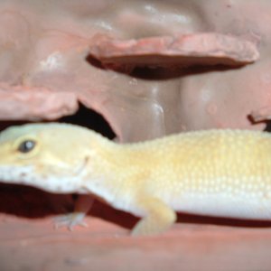 Mecko today