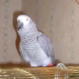 Oscar The African Grey