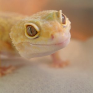 LV Female close up