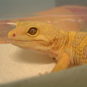 LV Male close up