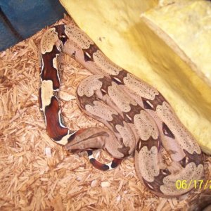 my Marajo, Guyana female bcc cb '03