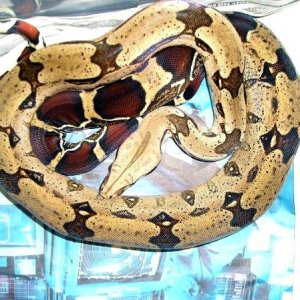 CBB '03 Belknap suriname female