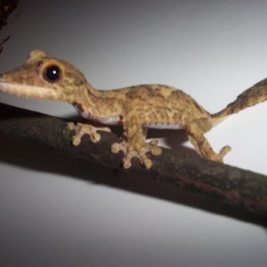 U. fimbriatus youngster