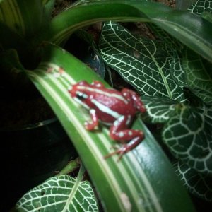 E. tricolor