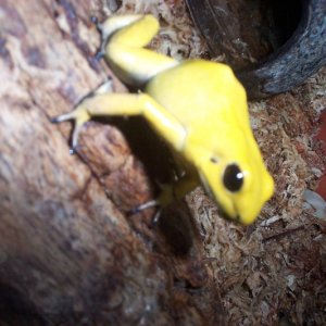 P. terribilis
